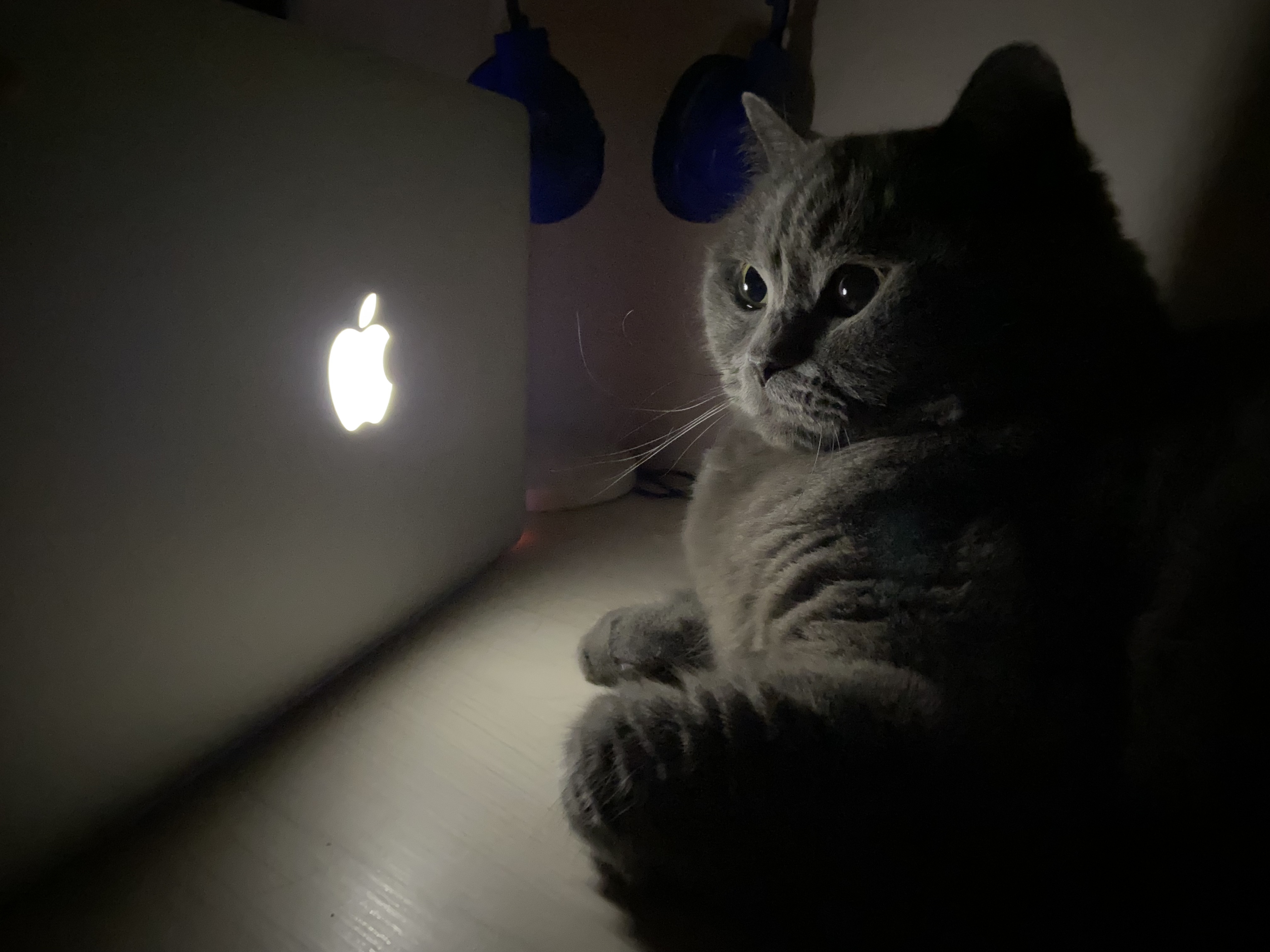Meow!